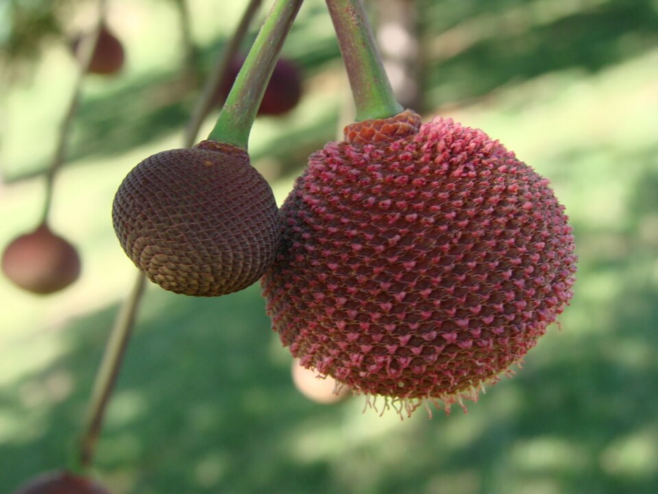 Parkia intermedia (Central African locust tree) — photo