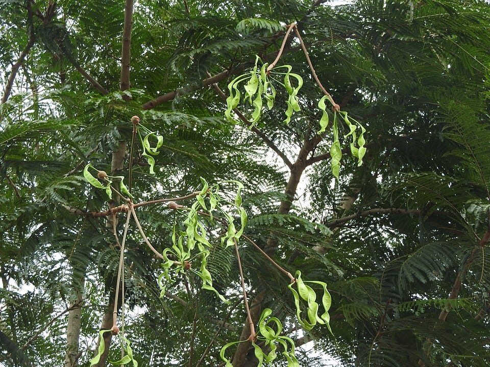 Parkia javanica (Drumstick tree) — photo