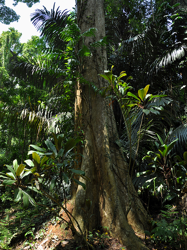 Parkia javanica