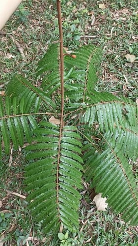 Parkia multijuga (Guarango nitta tree) — photo