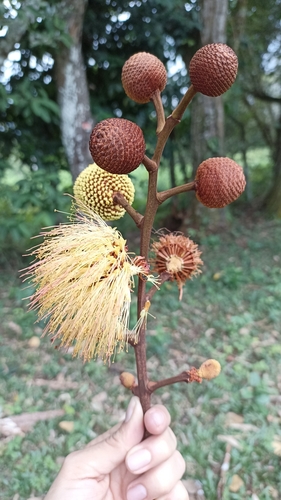 Parkia multijuga