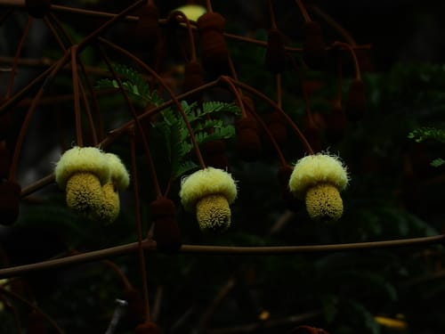 Parkia nitida (Black nittatree) — photo