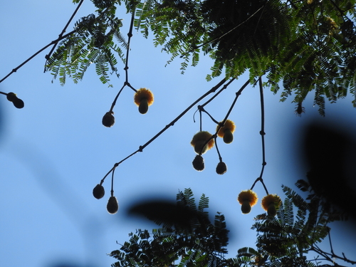 Parkia nitida
