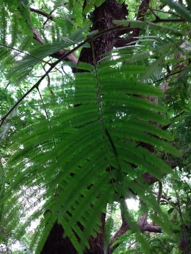 Parkia platycephala (Fava bean tree) — photo
