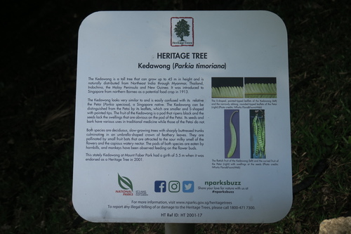 Parkia roxburghii
