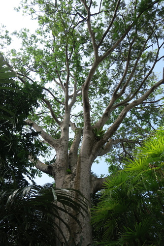 Parkia roxburghii — photo