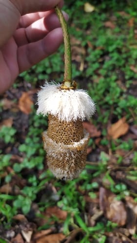 Parkia speciosa (Pete) — photo