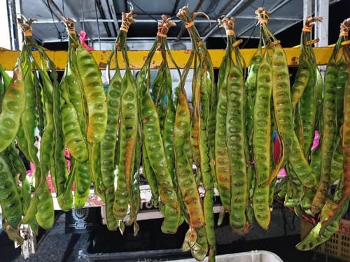 Parkia speciosa (Pete) — photo