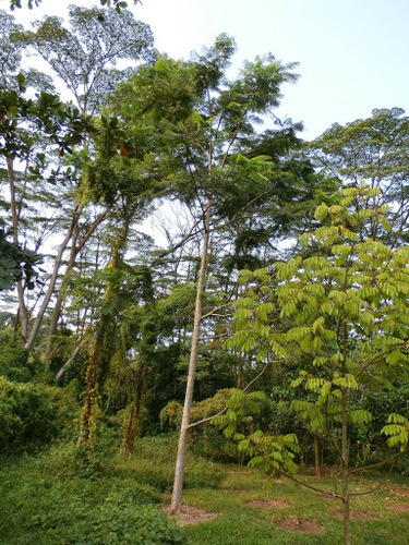 Parkia sumatrana