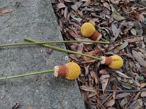 Parkia sumatrana (Royoong) — photo