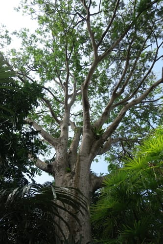 Parkia timoriana (Petai hutan) — photo