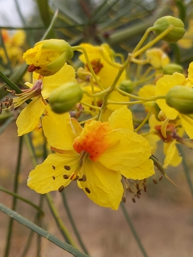 Parkinsonia aculeata (Jerusalem thorn) — photo