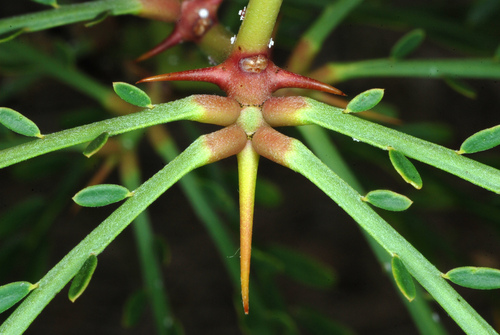Parkinsonia aculeata (Jerusalem thorn) — photo