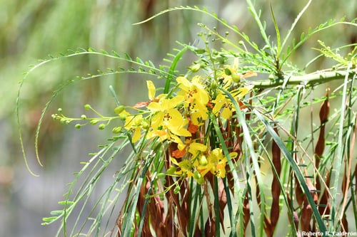 Parkinsonia aculeata