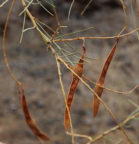 Parkinsonia africana (Wild green-hair tree) — photo