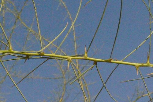 Parkinsonia africana (Wild green-hair tree) — photo