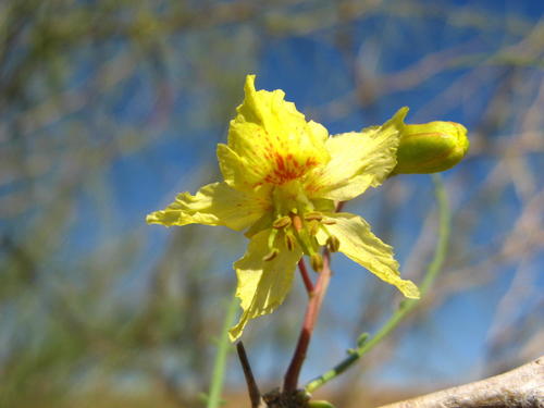 Parkinsonia africana