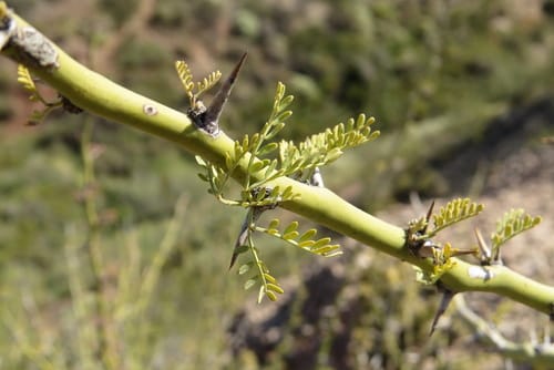 Parkinsonia praecox — photo