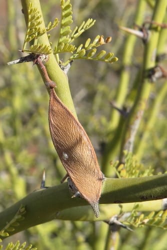 Parkinsonia praecox — photo