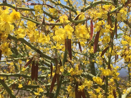 Parkinsonia praecox