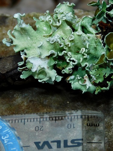 Parmelia austrosinensis — photo