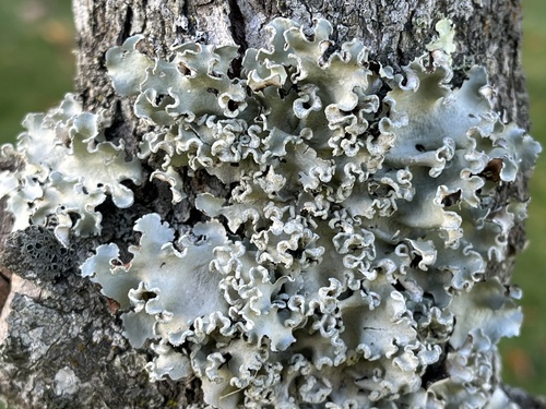 Parmelia austrosinensis — photo