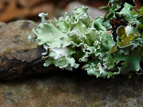 Parmelia austrosinensis