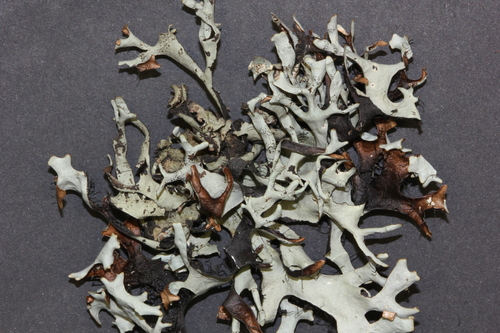 Parmelia cirrhata — photo