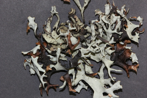 Parmelia cirrhata