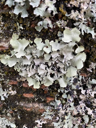 Parmelia perlata (Stone flower) — photo