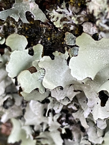Parmelia perlata