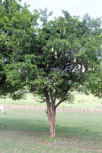 Parmentiera aculeata (Food candle tree) — photo