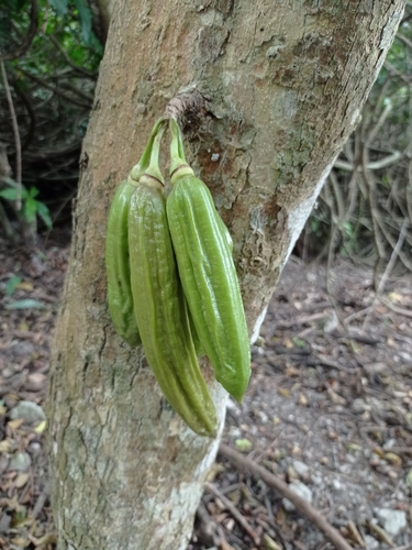 Parmentiera aculeata (Food candle tree) — photo