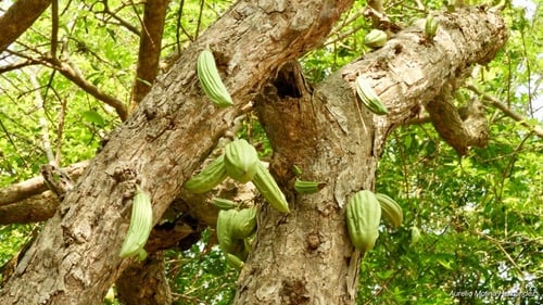 Parmentiera aculeata