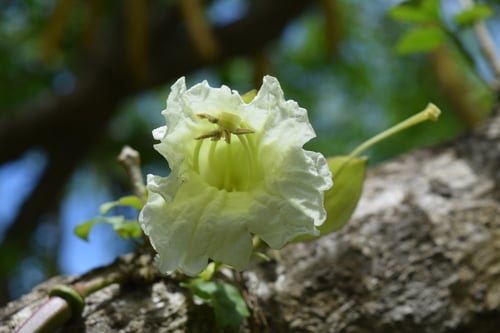Parmentiera cereifera (Panama candle tree) — photo