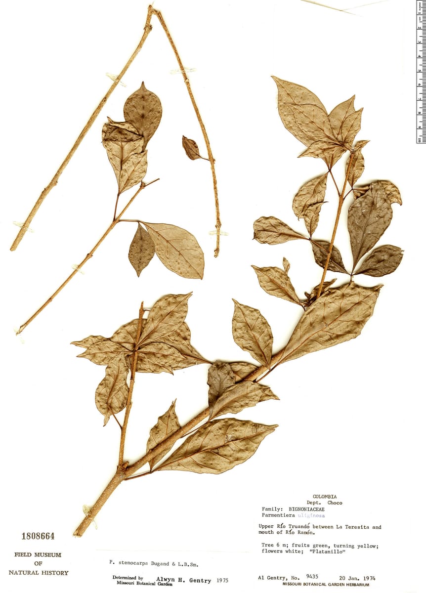 Parmentiera stenocarpa — photo