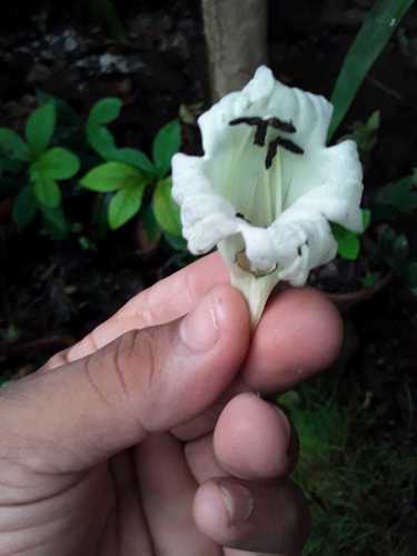 Parmentiera stenocarpa