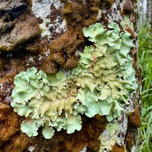 Parmotrema tinctorum — photo