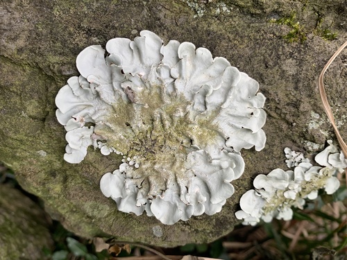 Parmotrema tinctorum