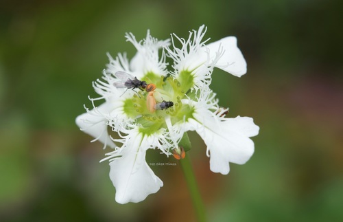 Parnassia wightiana