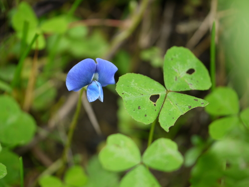 Parochetus communis (Blue trefoil) — photo