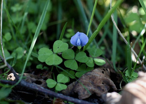 Parochetus communis (Blue trefoil) — photo