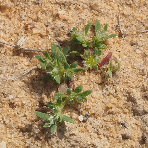Paronychia arabica subsp. longiseta — photo