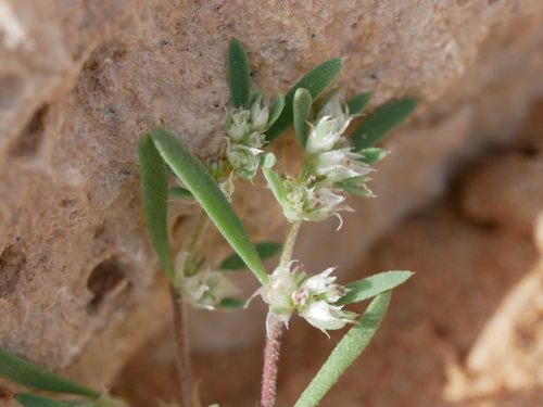 Paronychia arabica subsp. longiseta — photo