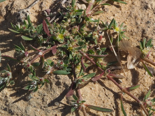 Paronychia arabica subsp. longiseta