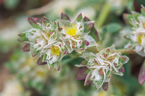 Paronychia argentea (Algerian tea) — photo
