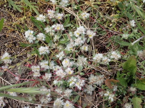 Paronychia argentea