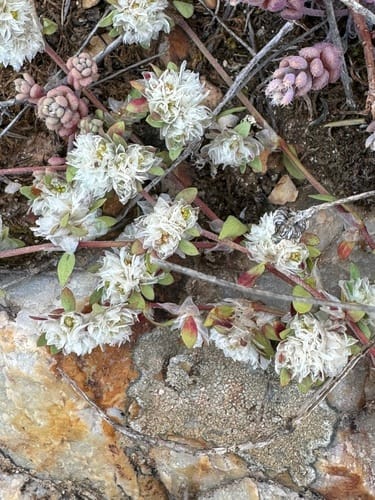 Paronychia argentea (Algerian tea) — photo