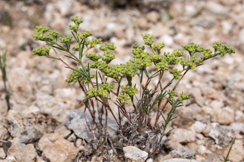 Paronychia jamesii (James's nailwort) — photo