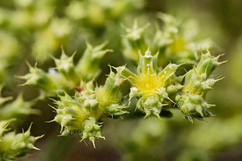 Paronychia jamesii (James's nailwort) — photo
